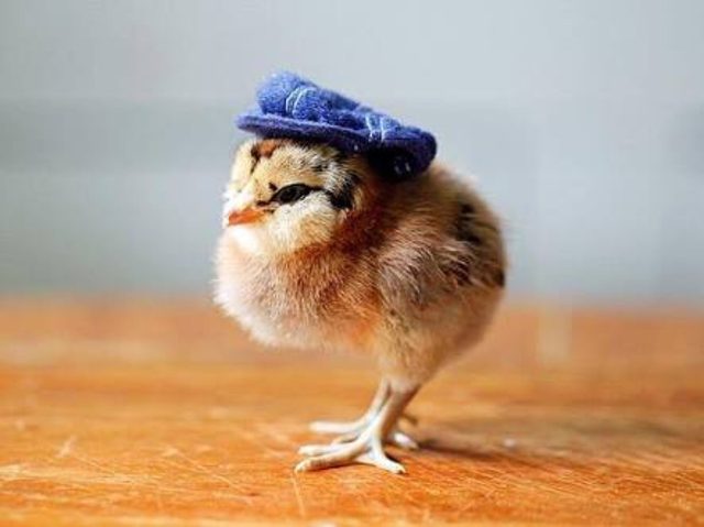 Chick wearing denim newsboy hat.