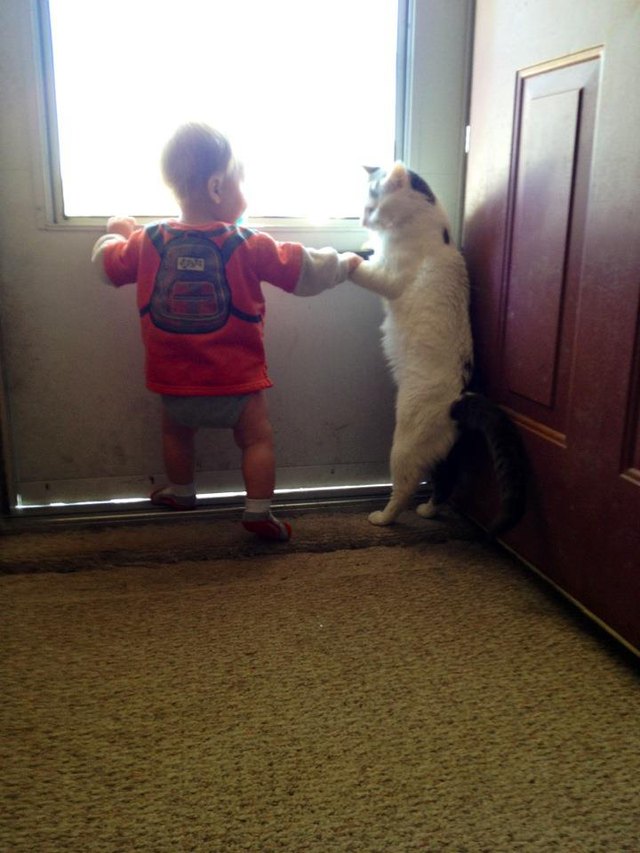 Cat and toddler standing up.