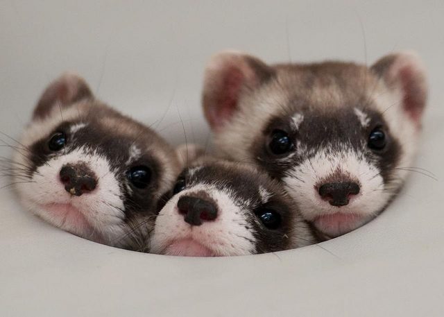 Three ferrets squished together.
