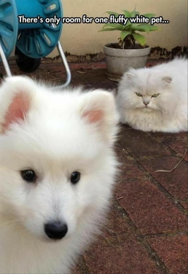 Big fluffy white cat looking at white fluffy puppy all mad