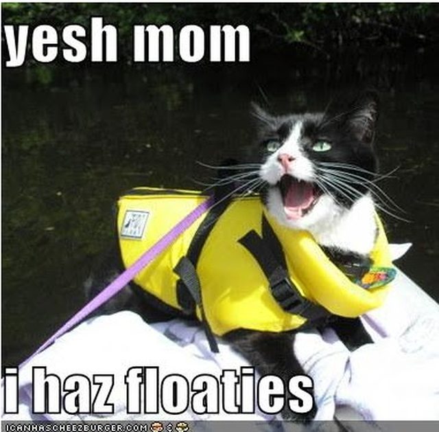 Cat wearing life vest