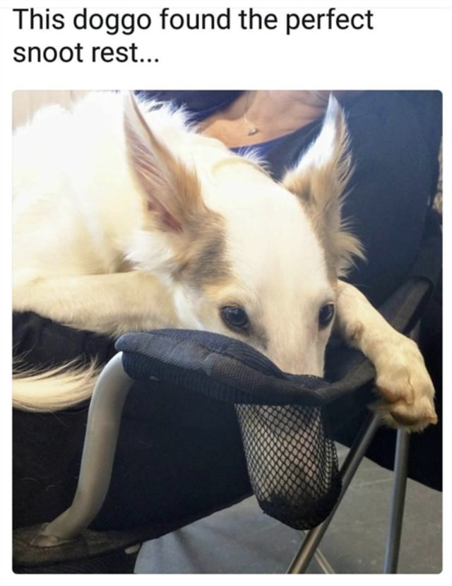 Dog with his snoot in a cup holder