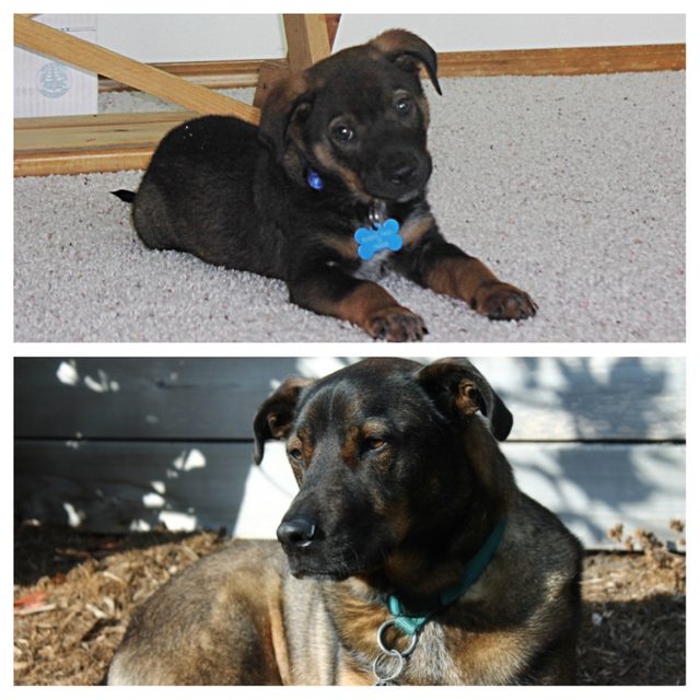 Side by side photos of dog as a puppy and dog as an adult.