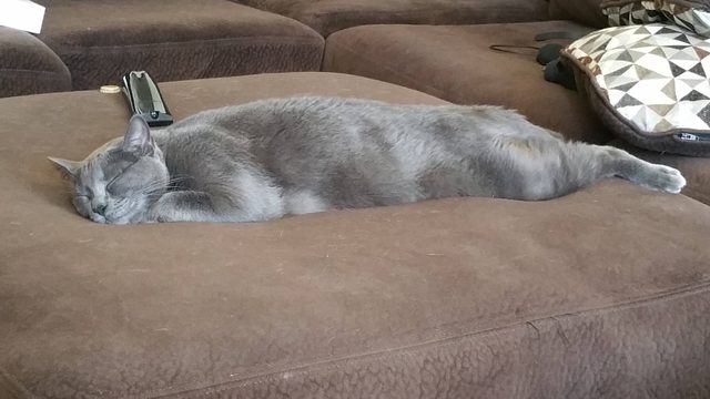 Cat sleeping stretched out.