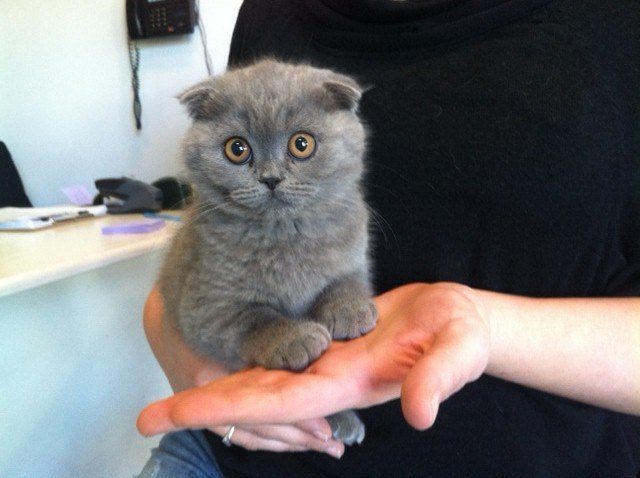 Scottish Fold kitten