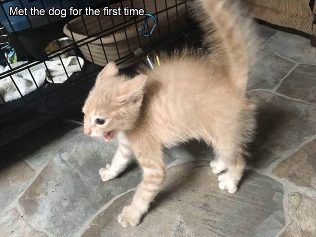 Frightened kitten. Caption: Met the dog for the first time.