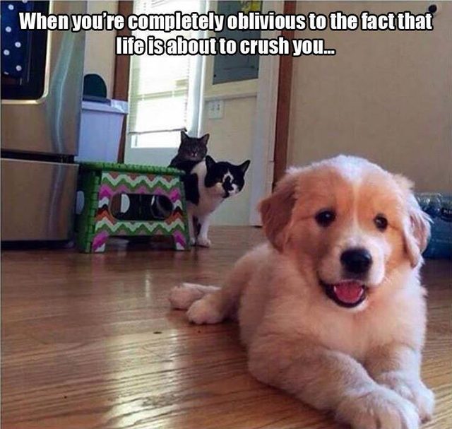 Puppy about to get pounced by two old cats