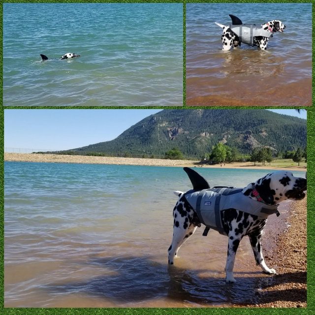 Dog wearing life jacket with a shark fin on the back.