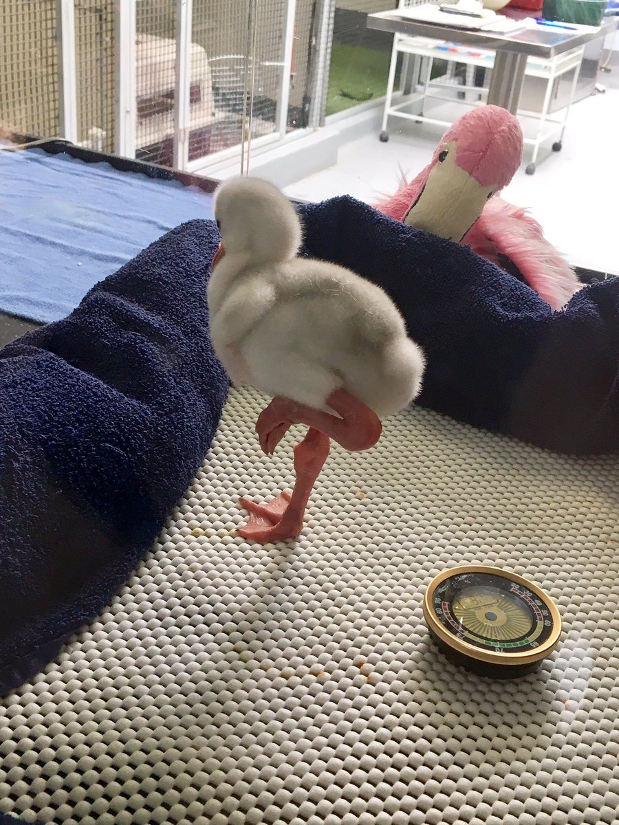 baby flamingo