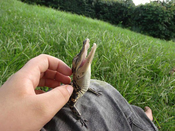 happy lizard