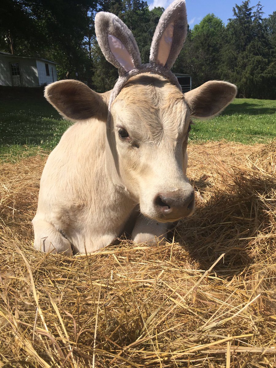 bovine bunny