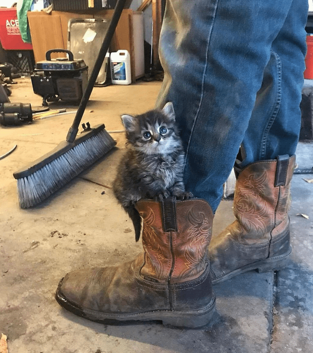 worker cat