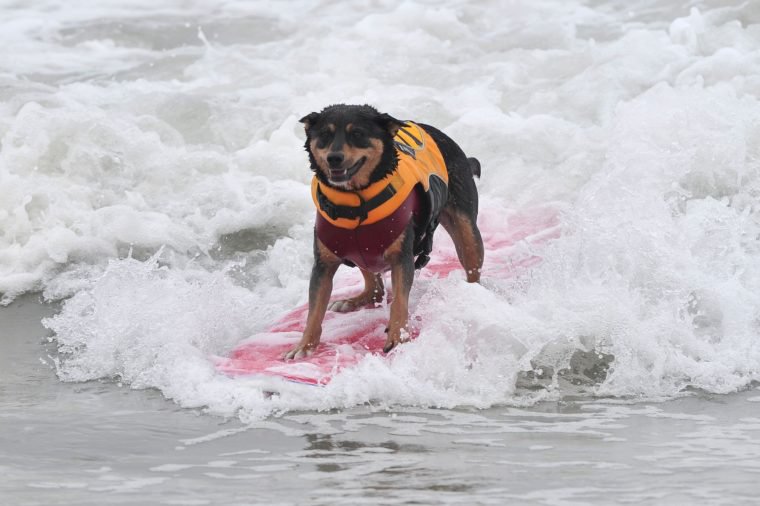 Surf City Surf Dog