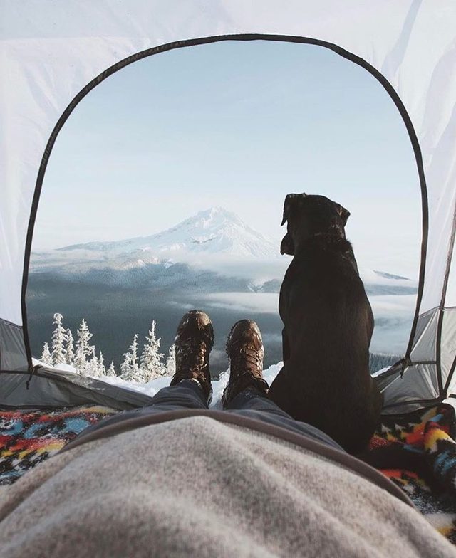 23 dogs living their best life as camping rock stars