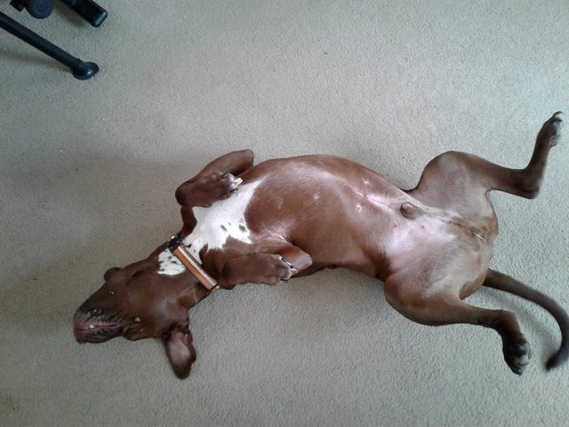 Cute pup sleeping on his back