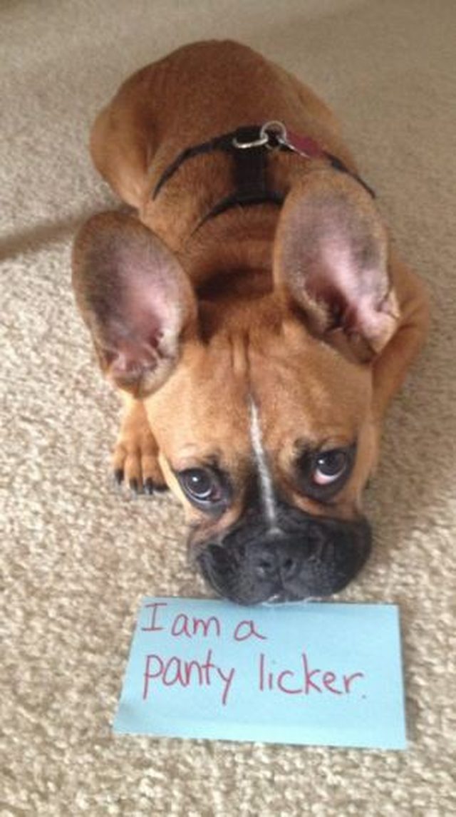 22 Adorable Puppies Doing Things For The First Time