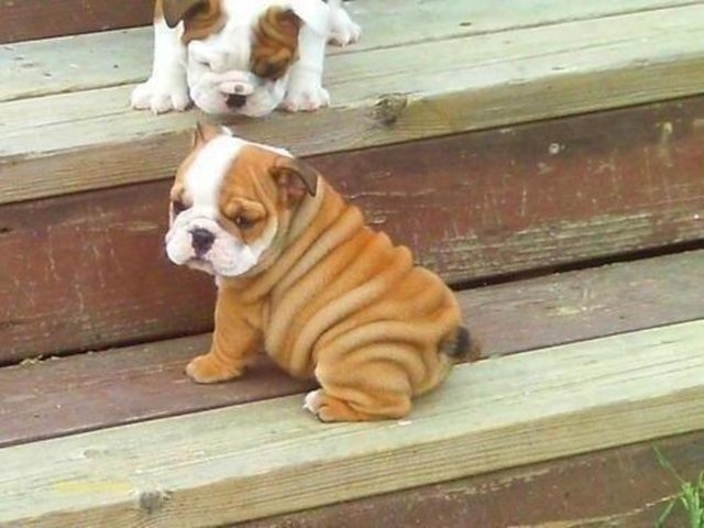 Two bulldog puppies