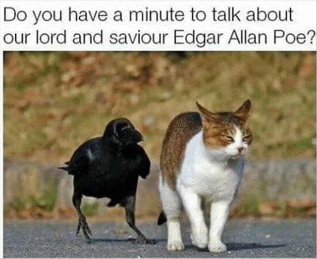 A crow and an annoyed cat