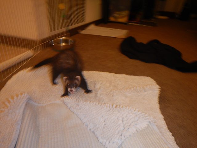 Blurry photo of a ferret.