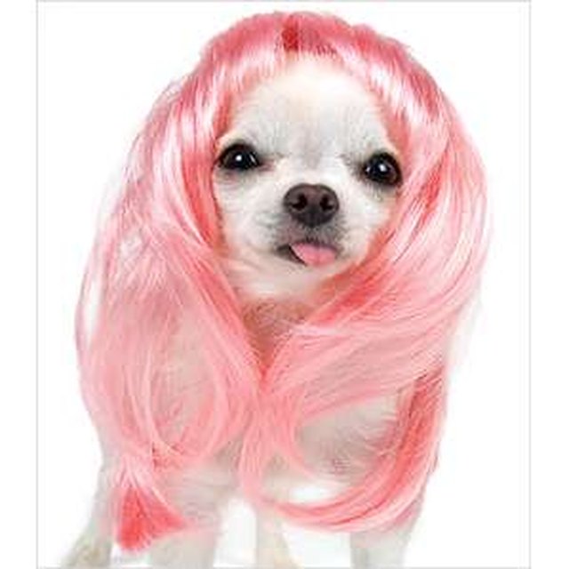 Животное с розовыми волосами. Розовая собака. Собака в парике. Розовый щенок. Красивая розовая собачка.