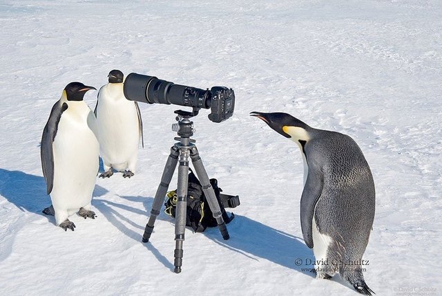 Animals interrupting wildlife photographers is our new favorite thing