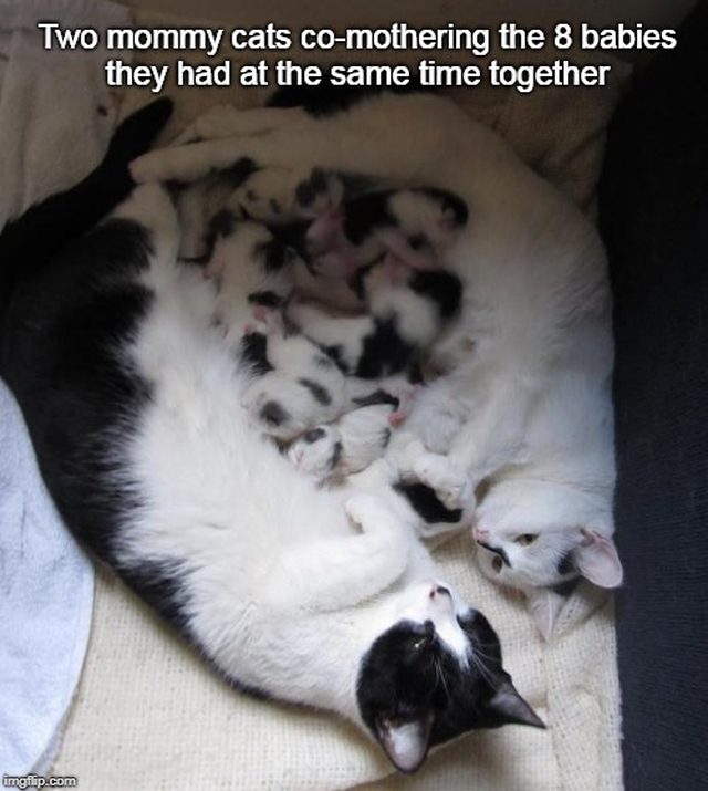 Two cats lying down with a pile of kittens between them. Caption: Two mommy cats co-mothering the 8 babies they had at the same time together