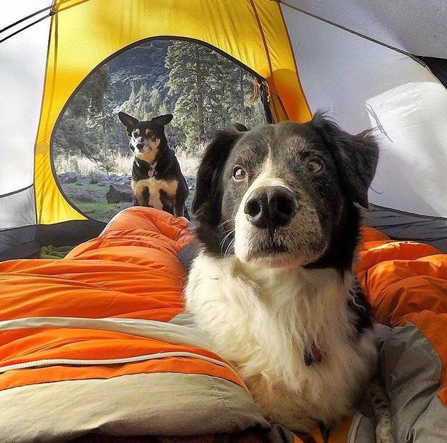 23 dogs living their best life as camping rock stars