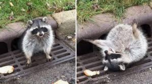 20 Chubby Raccoons Who Ate All The Foods Small Joys