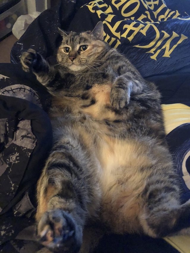 24 delightfully chubby cats