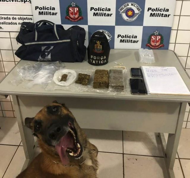 Drug dog and police display of drugs