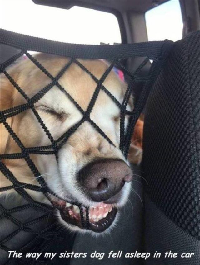 Dog sleeping weird in car