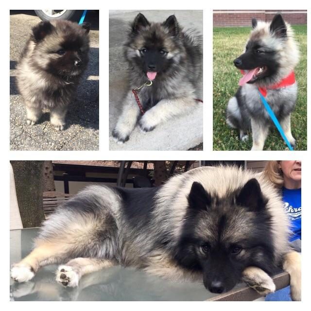 Side by side photos of dog as a puppy and dog as an adult.