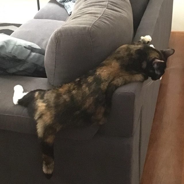 Cat sleeping on hard back of couch.