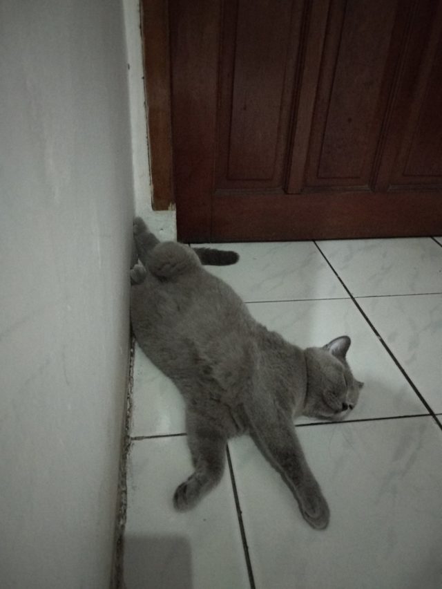 16 cats auditioning to be the cover model for Agatha Christie