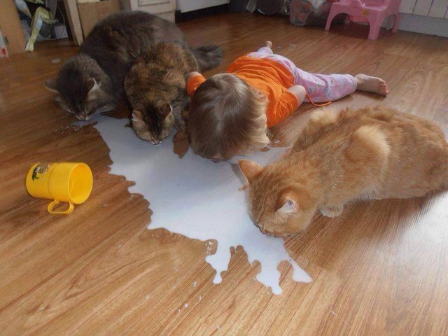 Three cats and a toddler licking milk of the floor.