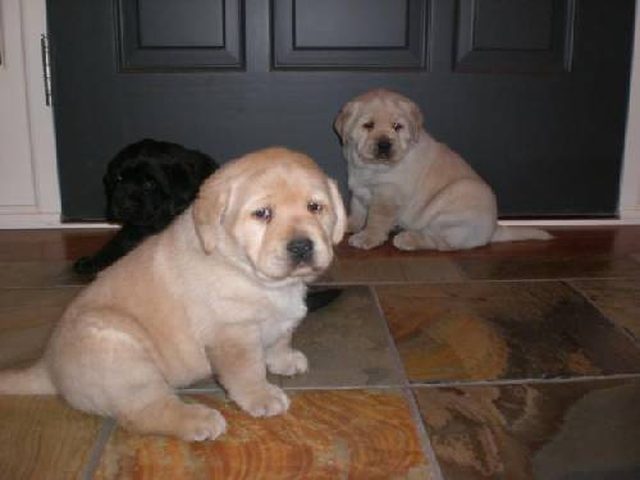 three sad fat puppies
