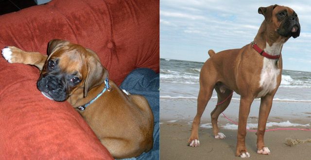 Side by side photos of dog as a puppy and dog as an adult.