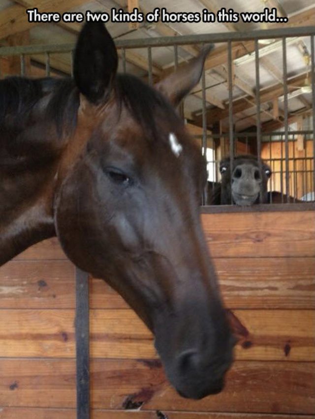 Dignified horse in front of a horse making a silly face.