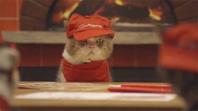Cat wearing Pizza Hut visor.