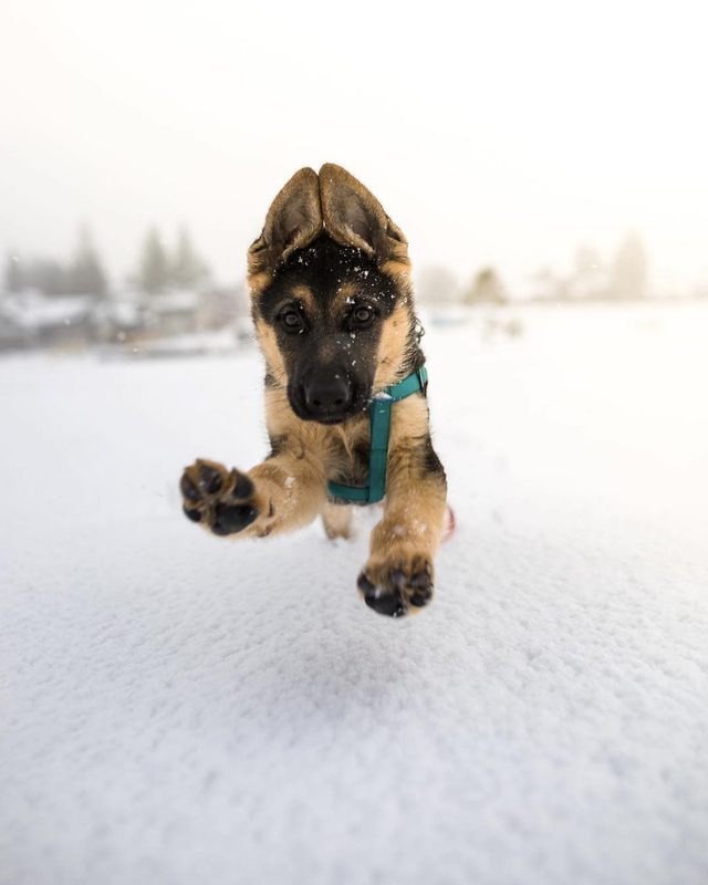 23 dogs living their best life as camping rock stars