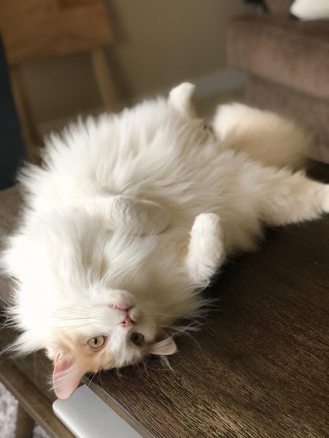 The most beautiful, most fluffiest cat