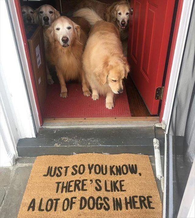 Dog mat says "Just so you know, there