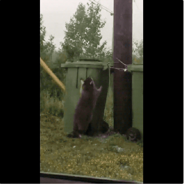 20 chubby raccoons eating all the foods