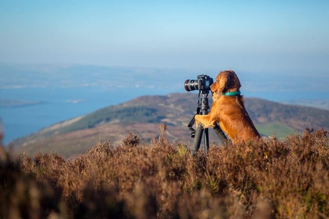 23 dogs living their best life as camping rock stars