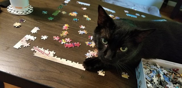 Cat sitting on puzzle.