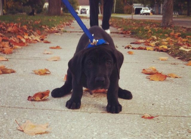 Adorable Puppies Doing Things for the First Time