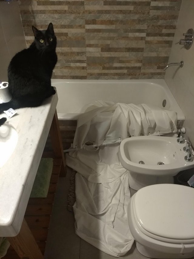 Cat standing next to broken shower curtain.