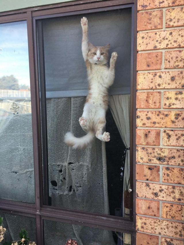 26 Cats Just Hanging Out In Windows Small Joys