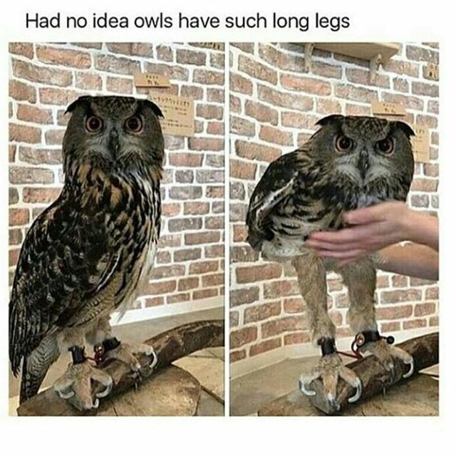 Just 19 of the cutest owls to ever owl