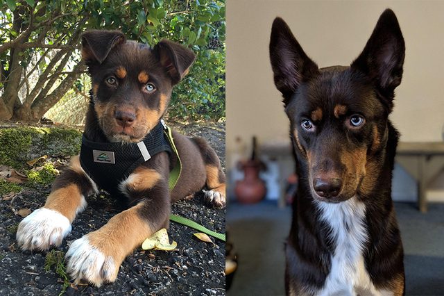 Side by side photos of dog as a puppy and dog as an adult.